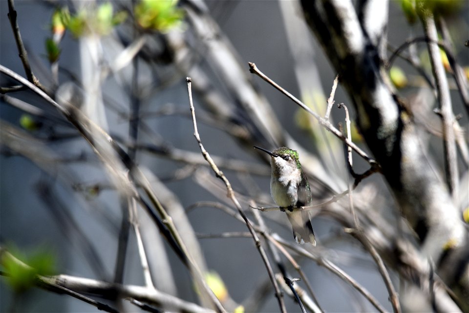 Ruby-throated hummingbird photo