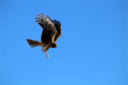 Northern Harrier Owens Bay Lake Andes National Wildlife Refuge South Dakota photo