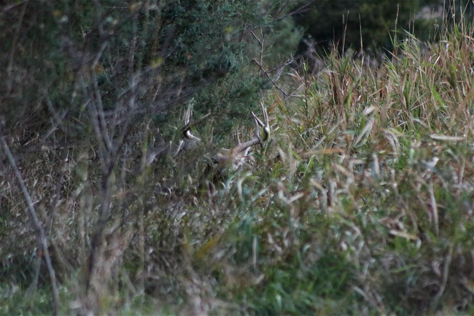 White-tailed Deer Karl E. Mundt NWR photo