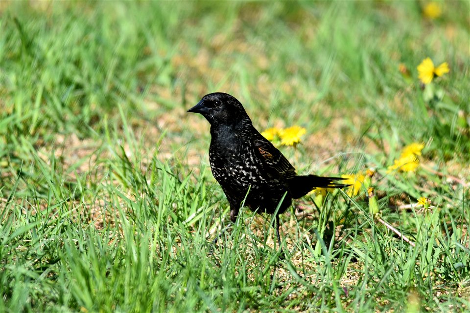Red-winged blackbird