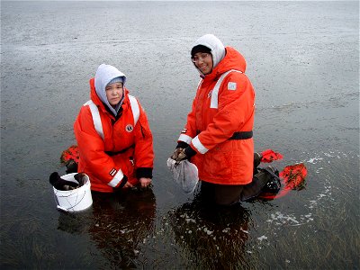 Sea grass sampling at Izembek 3