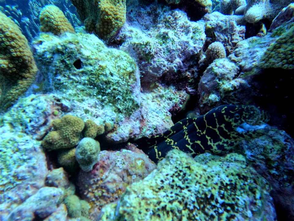 Reticulated eel hanign out bonaire