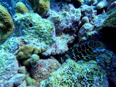 Reticulated eel hanign out bonaire