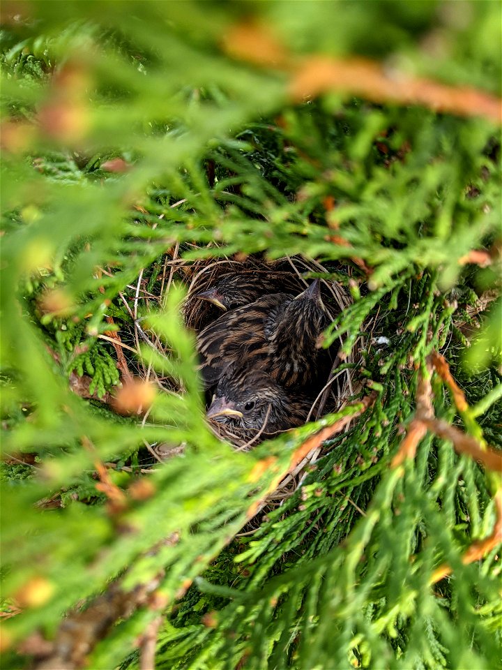Chipping sparrow nestlings