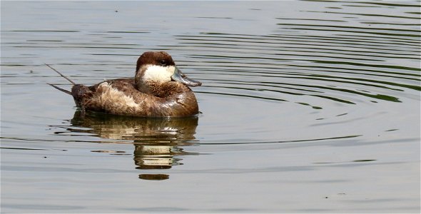 Ruddy Duck photo