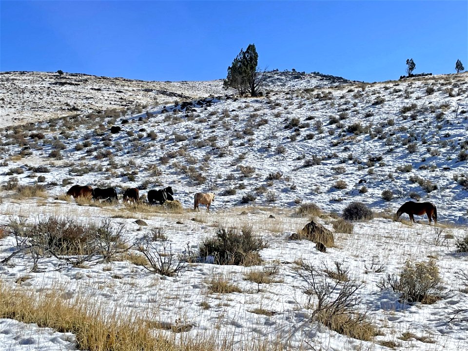 Twin Peaks Mare Release