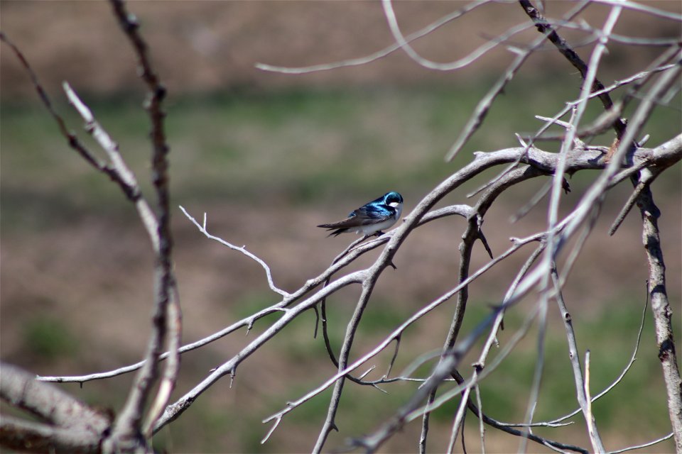 Tree Swallow Lake Andes National Wildlife Refuge South Dakota