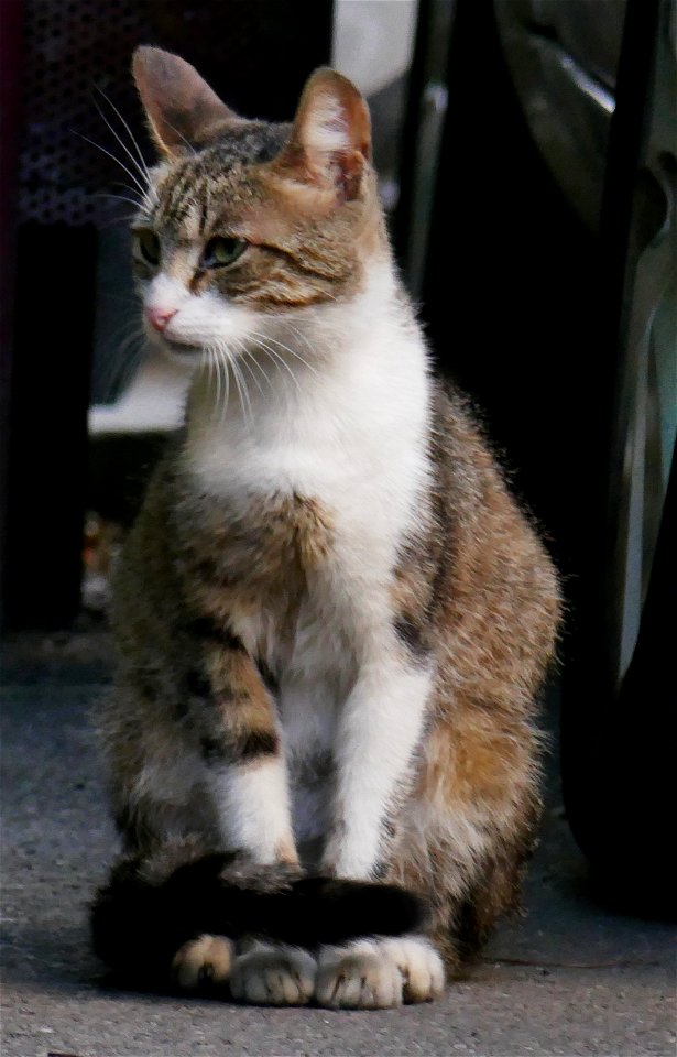 independent_cats_str2017_0624_072923