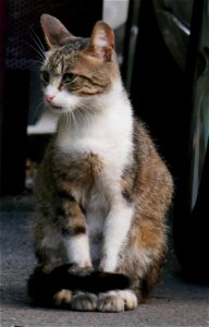 independent_cats_str2017_0624_072923 photo