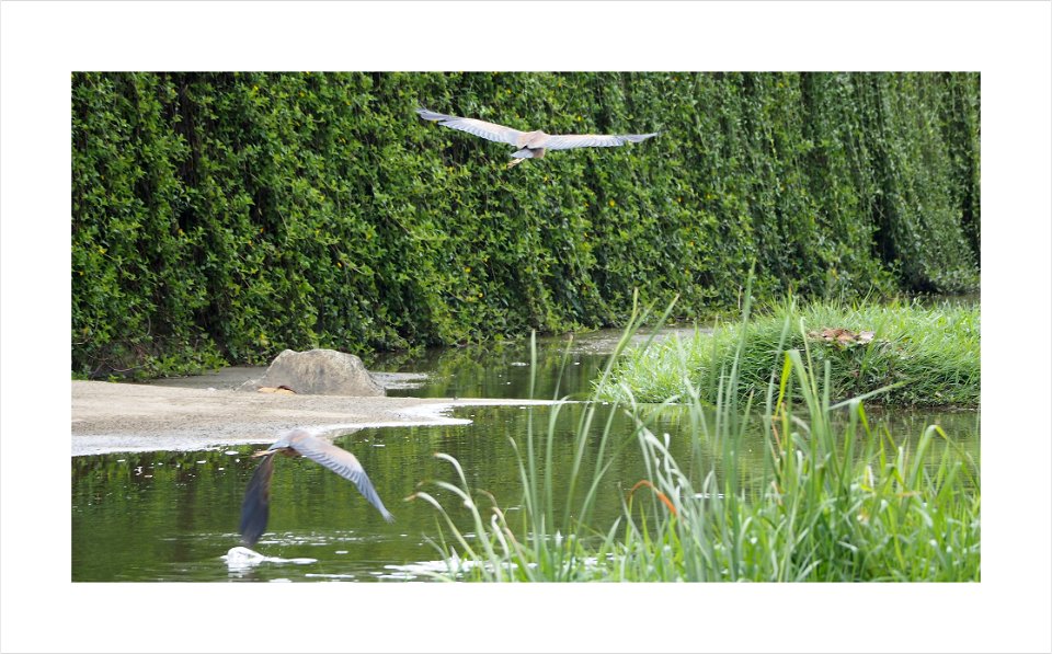 A pair of herons