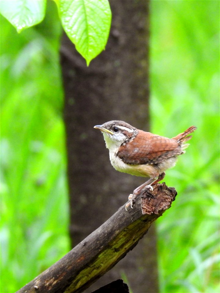 Carolina Wren Fledgling