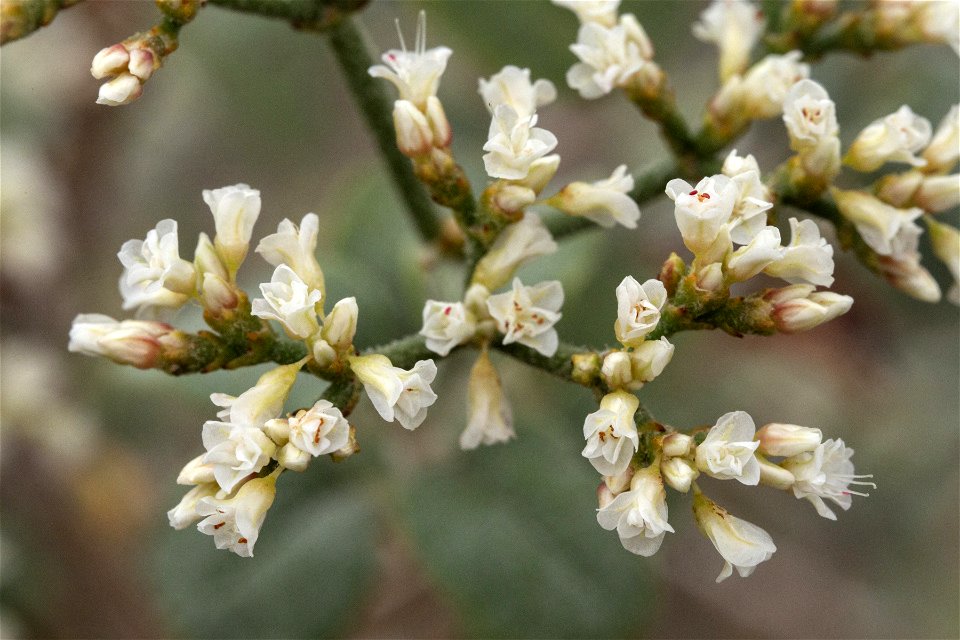 Eriogonum corymbosum