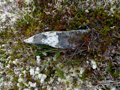 Lichen & rock photo