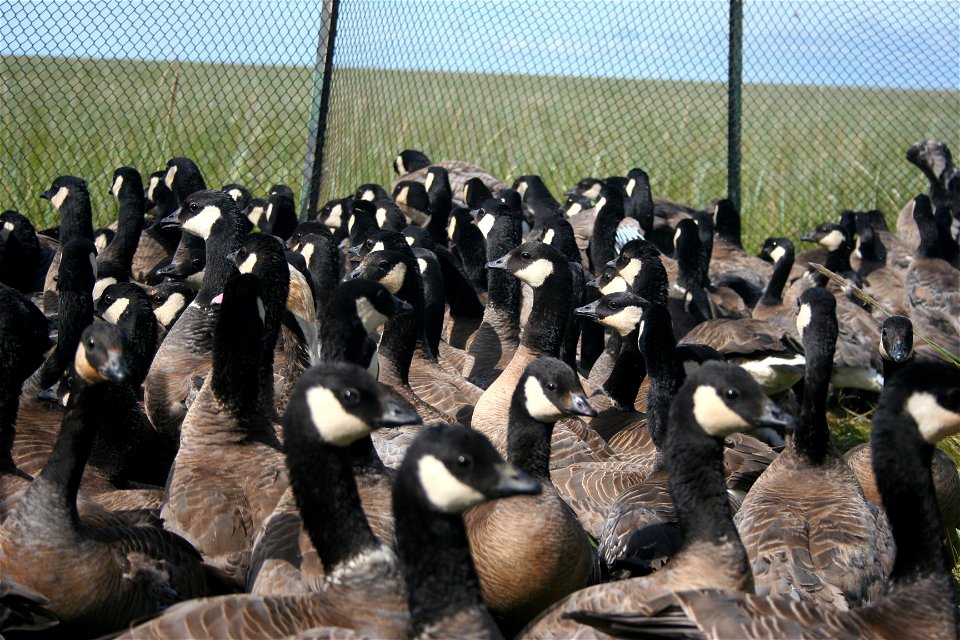 Cackling Geese photo