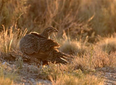Greater sage-grouse at Seedskadee National Wildlife Refuge