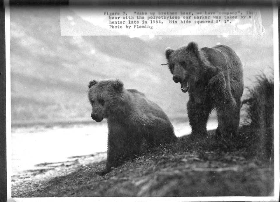 (1964) Wake Up, Brother Bear