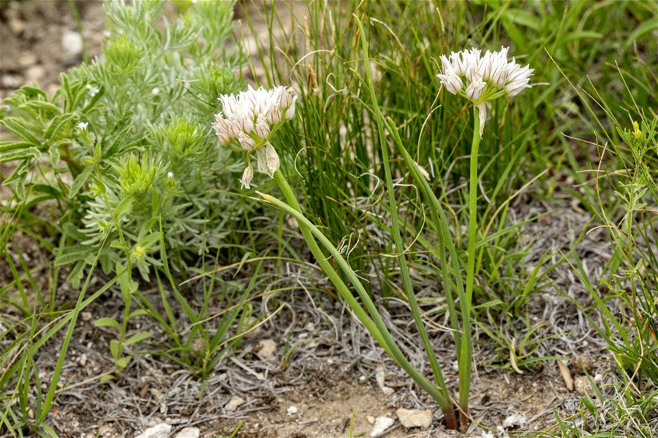 Allium textile