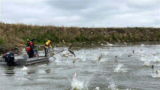 Silver Carp Sampling