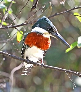 520 - GREEN KINGFISHER (12-15-2022) edinberg birding center, hidalgo co, tx -01