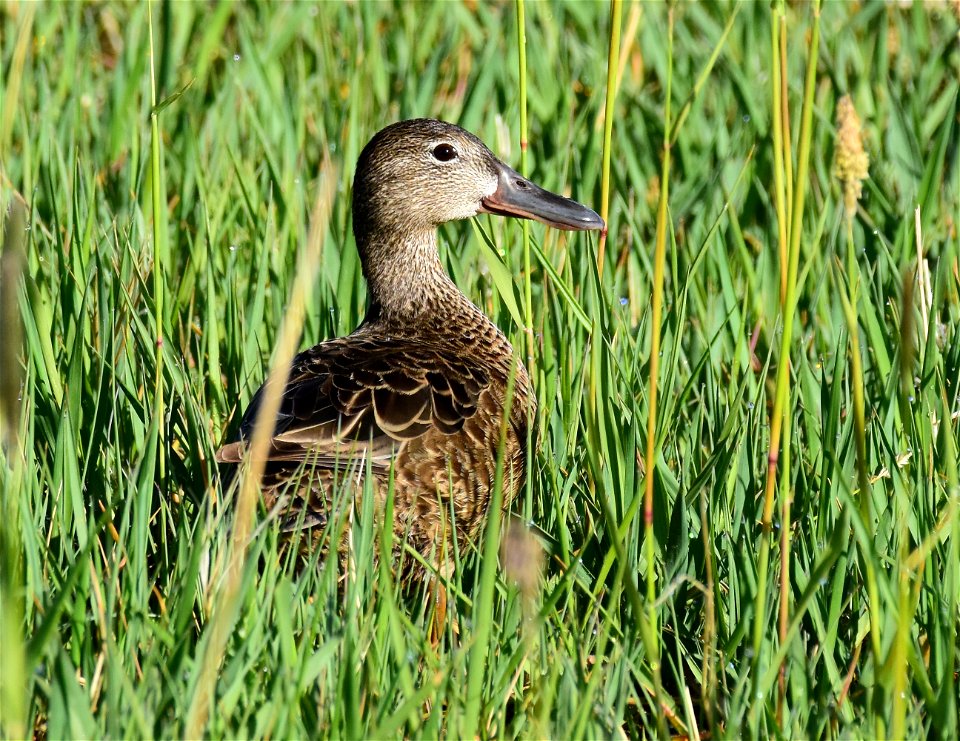 Cinnamon teal at Seedskadee National Wildlife Refuge