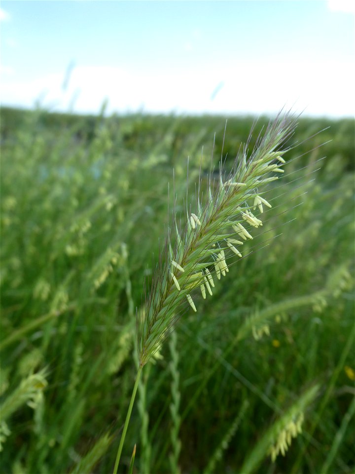 Hordeum secalinum Schreb., 1771