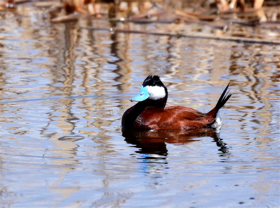 Ruddy duck at Seedskadee National Wildlife Refuge