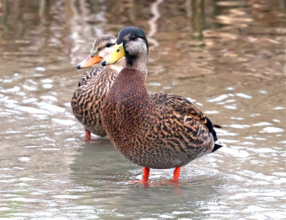 029-030 MALLARD X MOTTLED DUCK  (02-20-2023) world birding center, south padre island, cameron co, tx -01