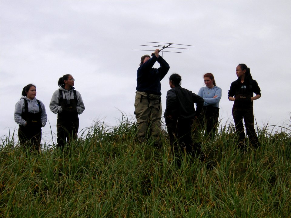 Eider telemetry at Izembek - Copy
