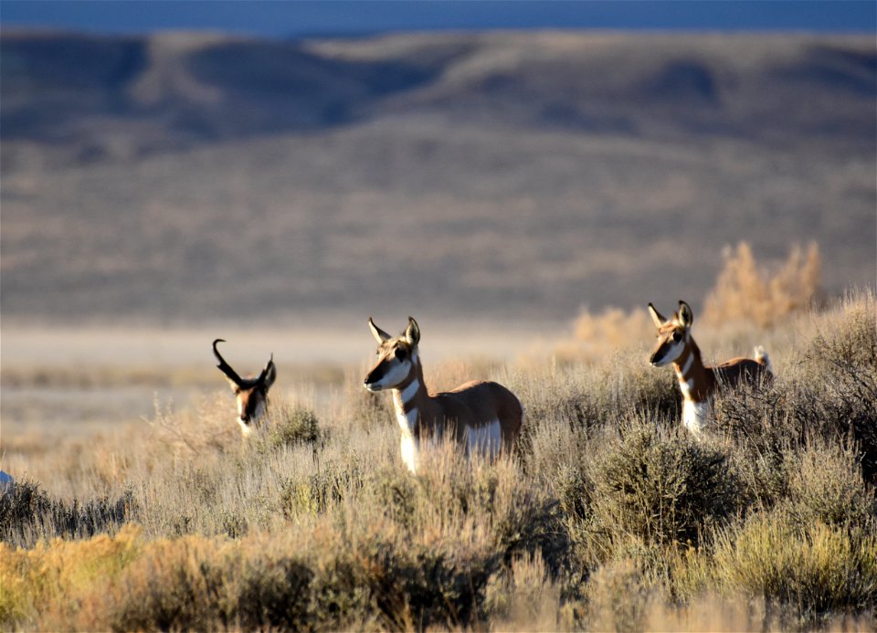 Pronghorn at Seedskadee National Wildlife Refuge