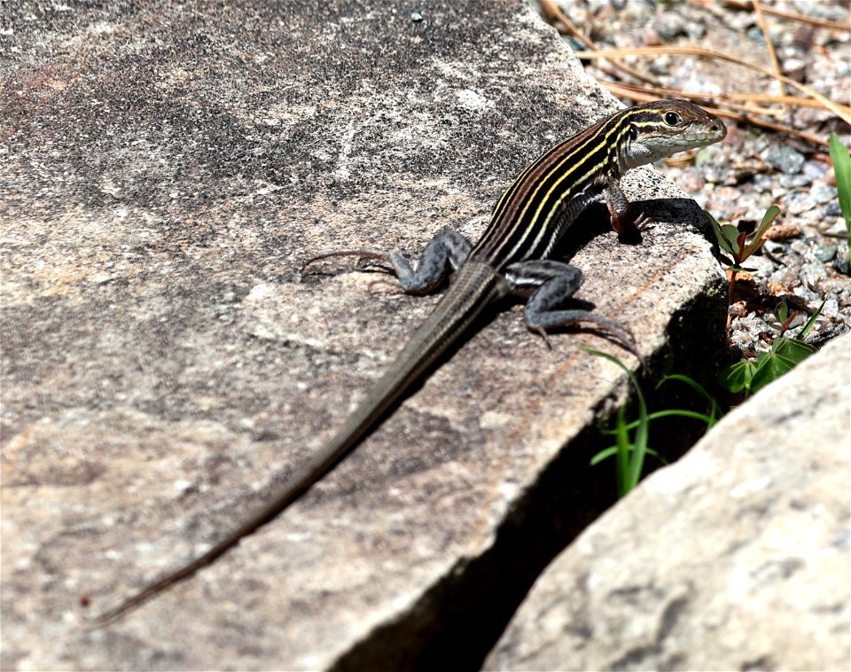 SIX-LINED RACERUNNER (Aspidoscelis Sexlineatus) (05-11-2023) southern pines, moore co, nc -01