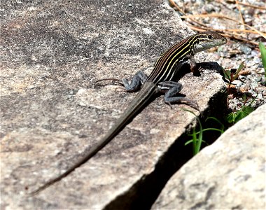 SIX-LINED RACERUNNER (Aspidoscelis Sexlineatus) (05-11-2023) southern pines, moore co, nc -01