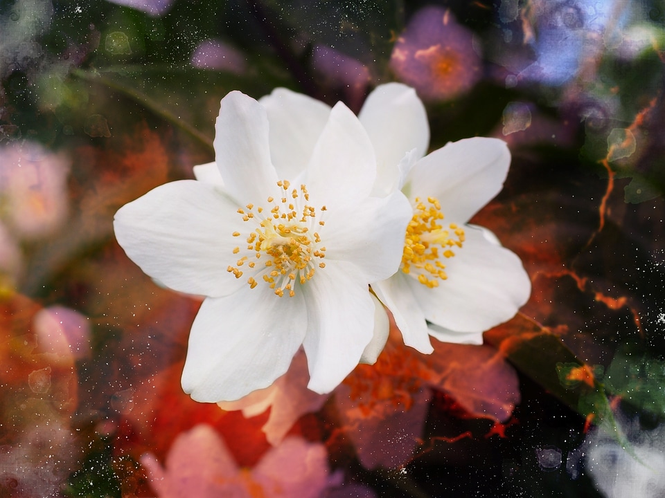 White ornamental shrub botany