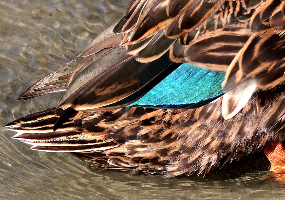 030 - MOTTLED DUCK (02-19-2023) world birding center, south padre island, cameron co, tx -02