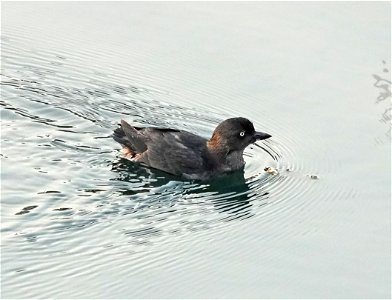 413 - CASSIN'S AUKLET (8-29-2021) crescent city, del norte co, ca -07