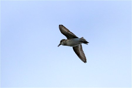 Semipalmated sandpiper displaying