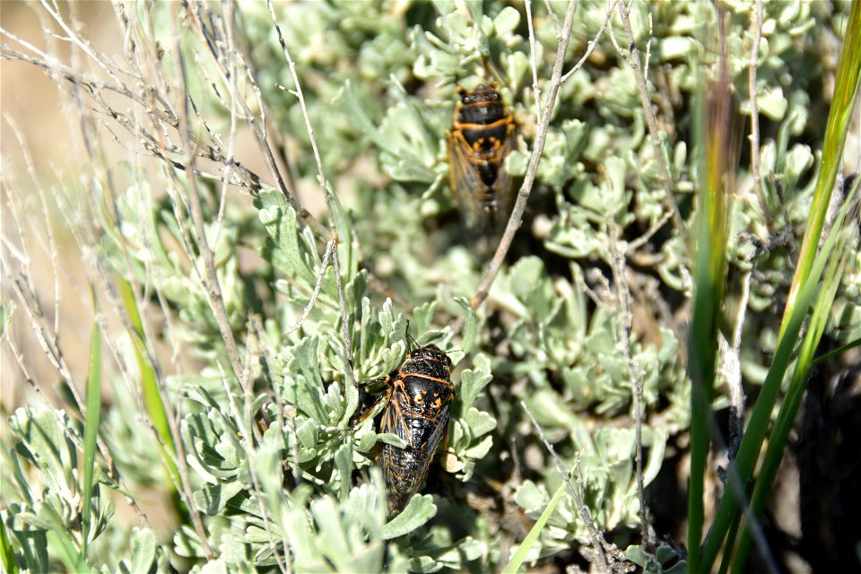 Sagebrush cicada at Seedskadee National Wildlife Refuge Wyoming