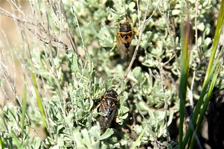 Sagebrush cicada at Seedskadee National Wildlife Refuge Wyoming