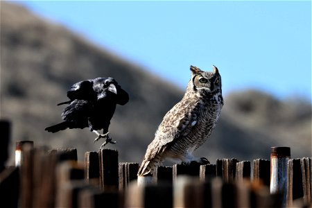 Great Horned Owl and Raven photo
