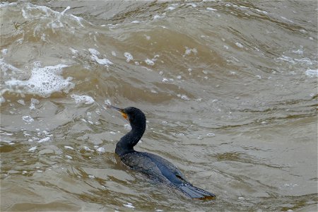 Cormorant River Medway