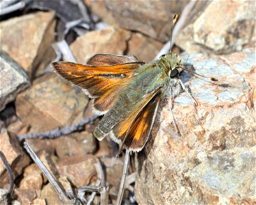 SKIPPER, COLUMBIAN (Hesperia columbia) (05-15-2022) howell botanical drive, west end of days gulch bot area, josephine co, or (3)