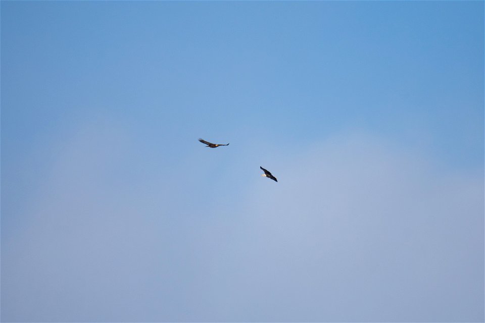 Bald & Golden Eagle on the National Elk Refuge photo