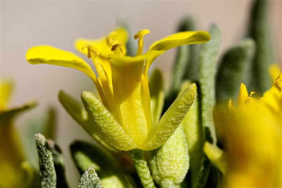 Physaria reediana