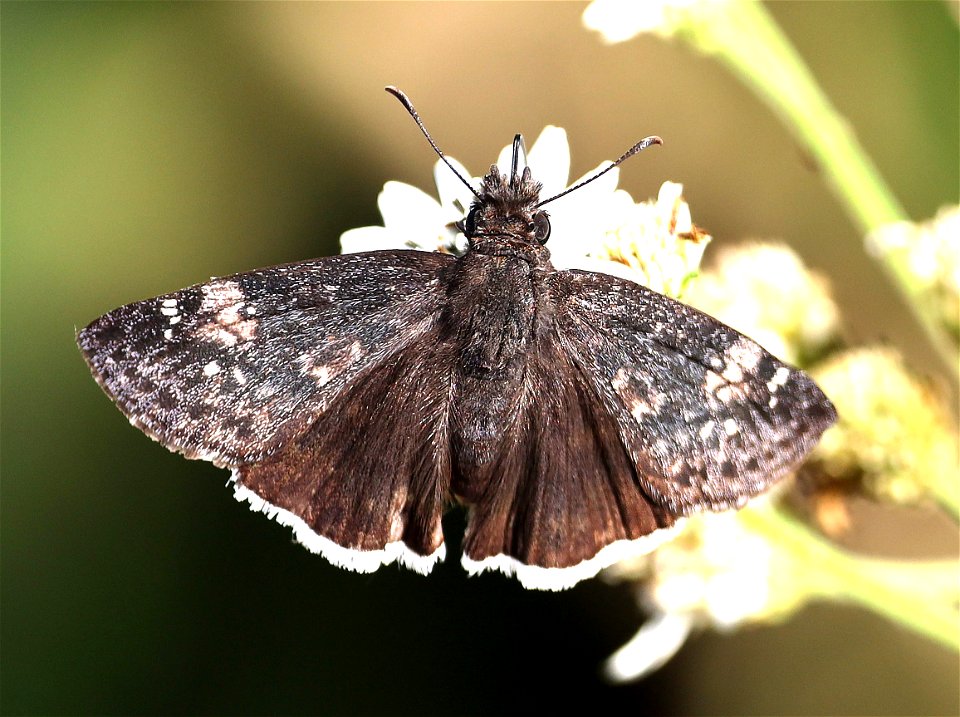 DUSKYWING, FUNEREAL (Erynis funeralis) (11-29-2-22) national buttrerfly center, mission, hidalgo co, tx -03