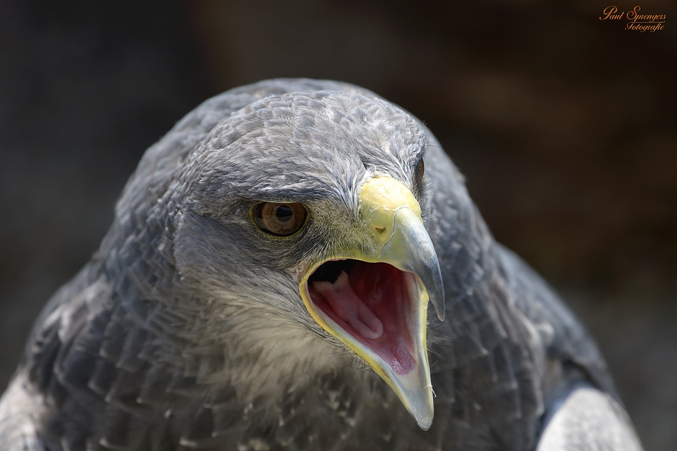 Nature eagle chile arend