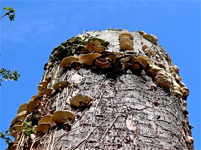 Fungus Tree photo