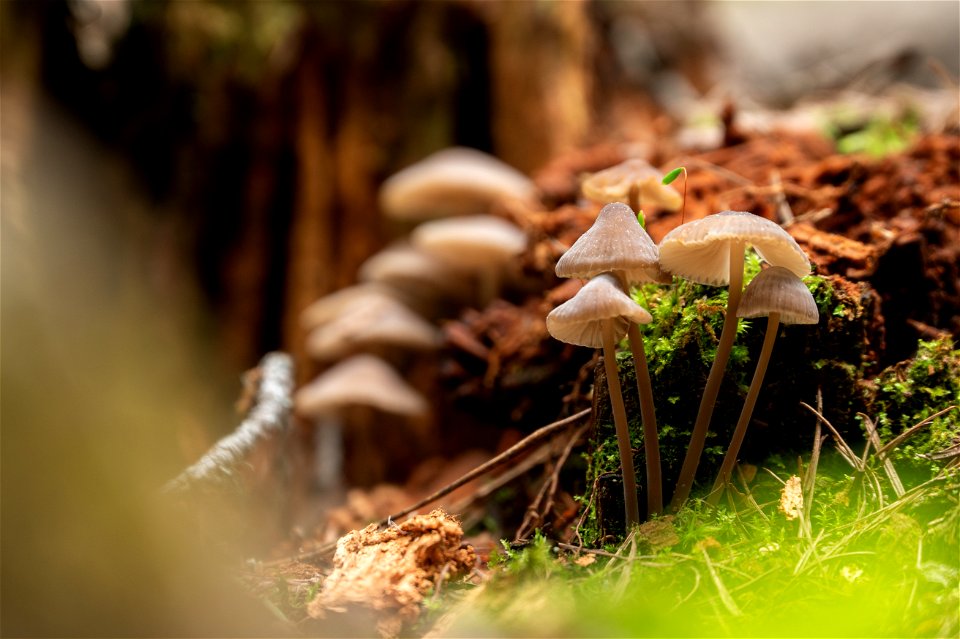 Little Brown Mushrooms