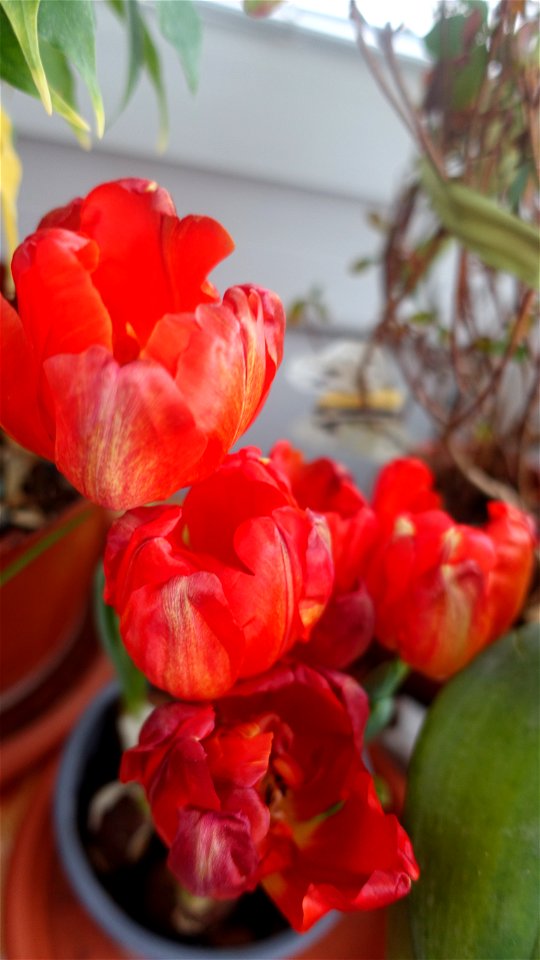 tulips_lalele-2023_0225_133414