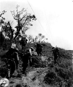 SC 374732 - U.S. Army mules, 1945 Model, is the name that these infantrymen have called themselves.