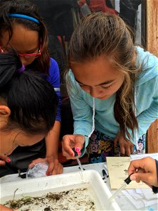 Identifying aquatic insects