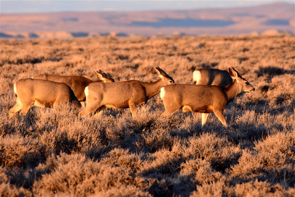 Mule deer at Seedskadee National Wildlife Refuge